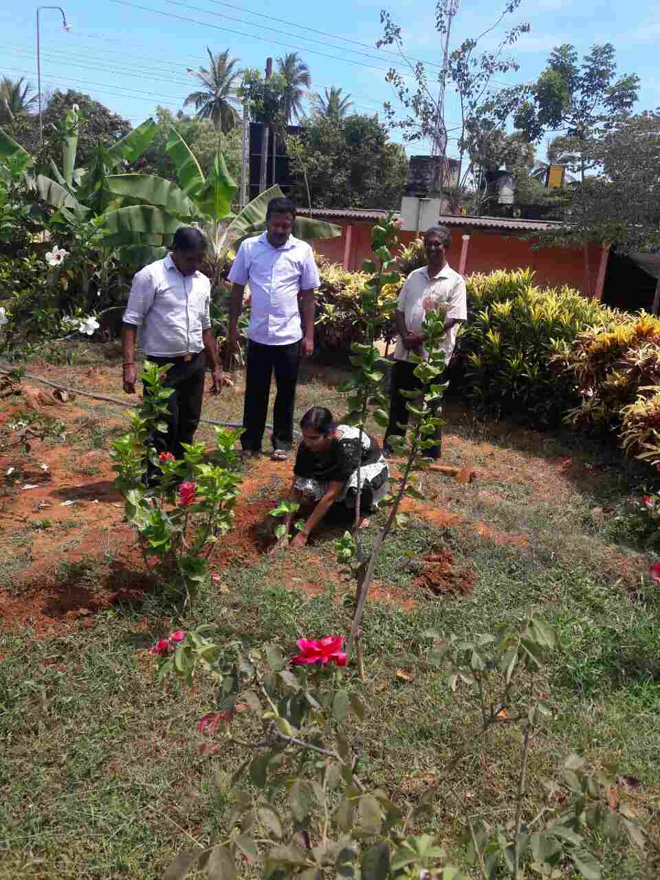 DS Tree plant